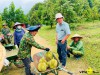 " SOI TÚI TIỀN " của ông chủ nông trại sầu riêng lớn nhất Đông Nam Á sẽ như thế nào ?