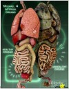 Các cơ quan nội tạng cơ thể người