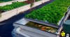 Kỹ thuật Canh tác Bền vững: Thủy canh và Aquaponics